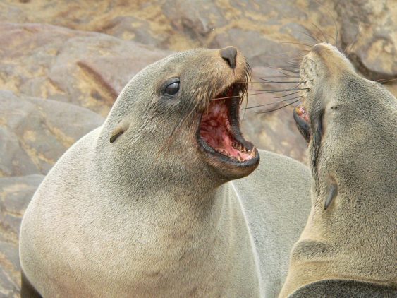 Seelöwen streiten